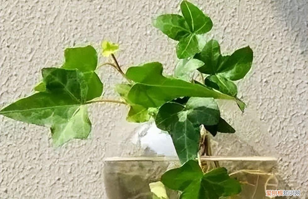如何养护花卉植物，30种常见花卉养护大全，够用一辈子