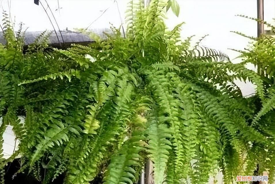 如何养护花卉植物，30种常见花卉养护大全，够用一辈子