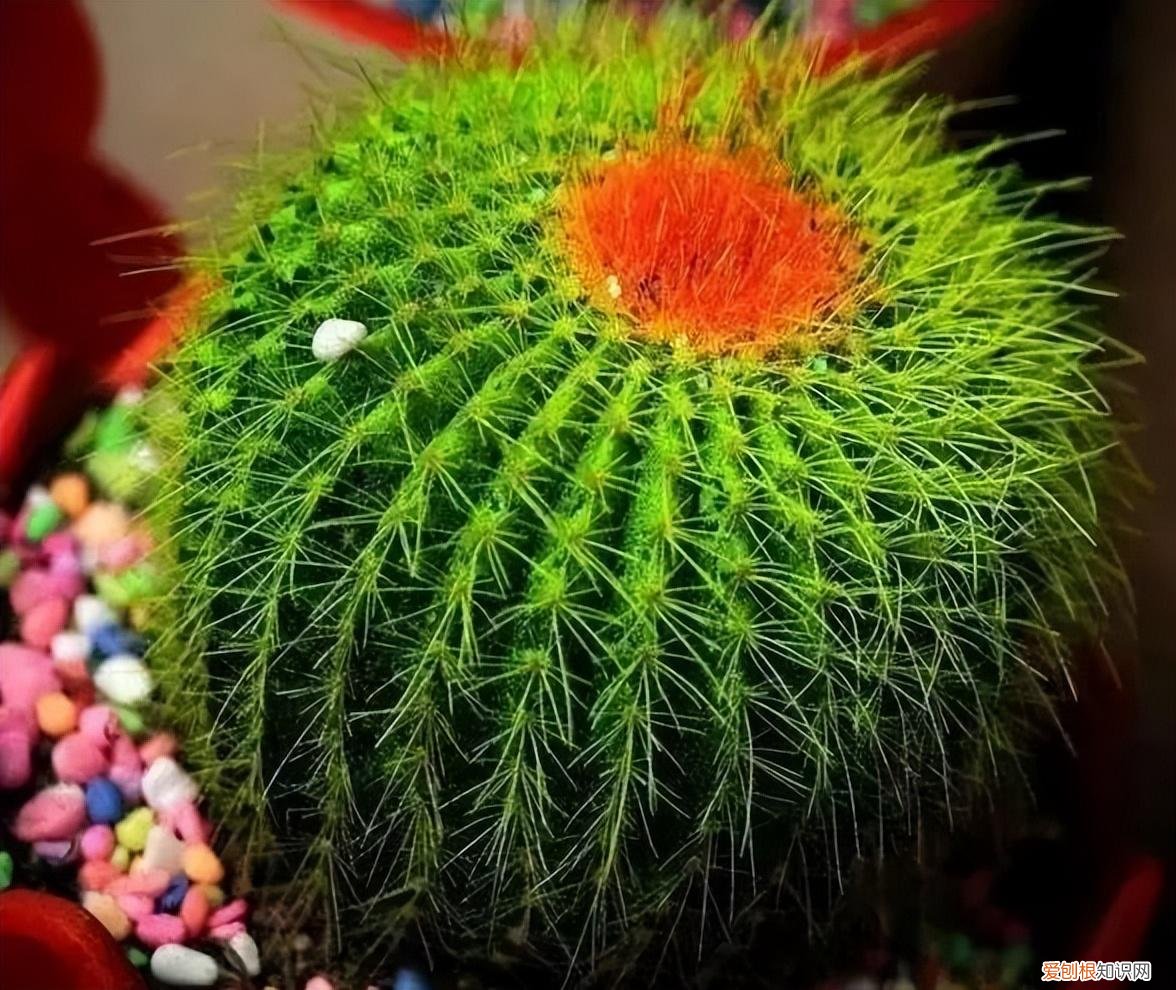 如何养护花卉植物，30种常见花卉养护大全，够用一辈子