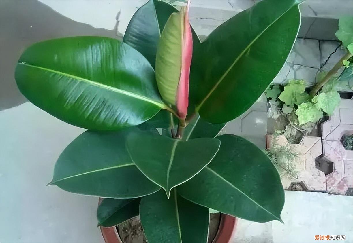 如何养护花卉植物，30种常见花卉养护大全，够用一辈子