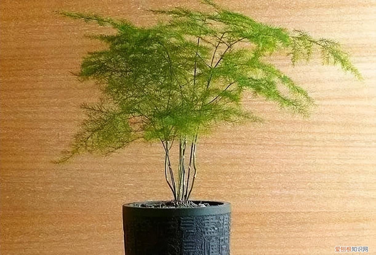 如何养护花卉植物，30种常见花卉养护大全，够用一辈子