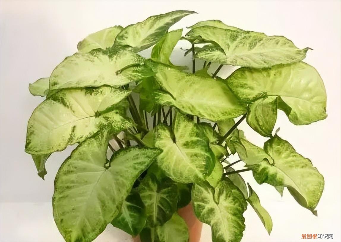 如何养护花卉植物，30种常见花卉养护大全，够用一辈子