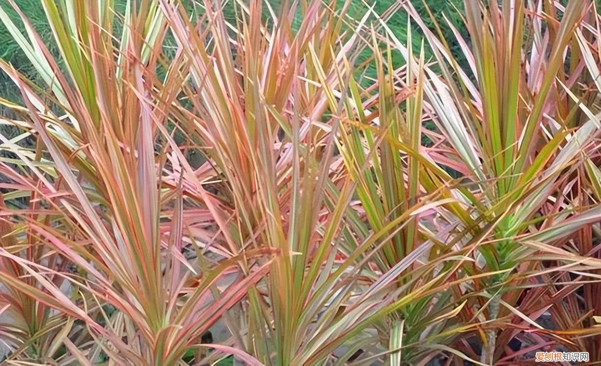 如何养护花卉植物，30种常见花卉养护大全，够用一辈子