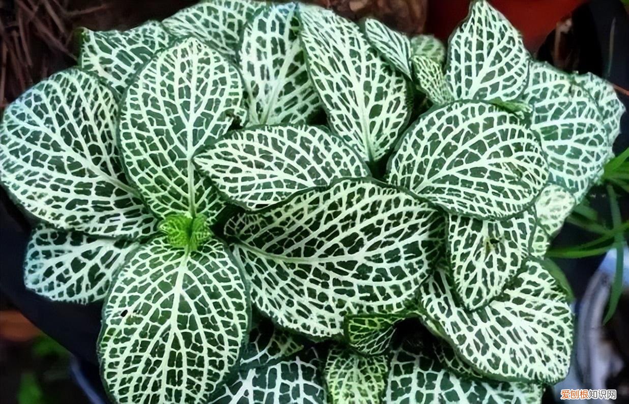 如何养护花卉植物，30种常见花卉养护大全，够用一辈子
