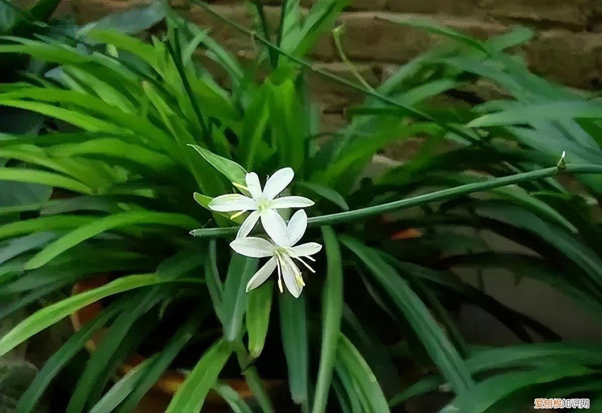 如何养护花卉植物，30种常见花卉养护大全，够用一辈子