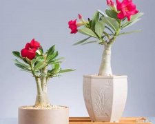 什么花好养又常年开花多，不会养花，就试试这三种，容易开花还好养