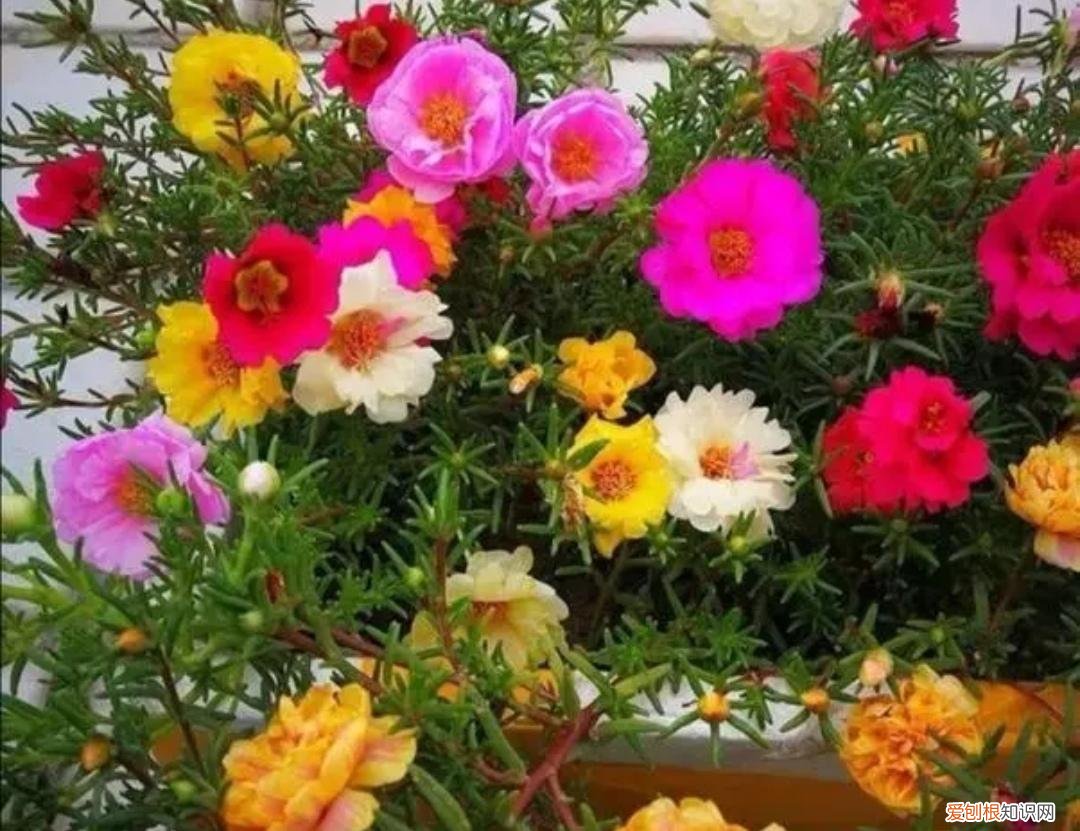 什么花好养又常年开花多，不会养花，就试试这三种，容易开花还好养