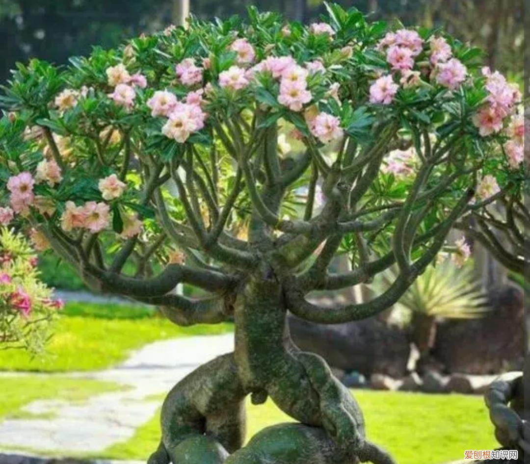 什么花好养又常年开花多，不会养花，就试试这三种，容易开花还好养