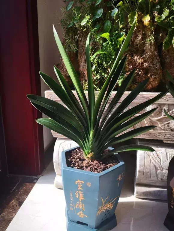 君子兰喜欢喝什么，君子兰爱喝2种“淡肥水”，呼呼长如白菜，狂冒芽变成“群兰”