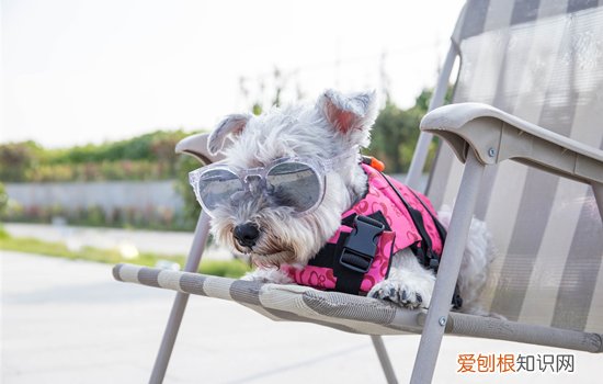 狗为什么会找草吃 狗狗自己找草吃是什么原因