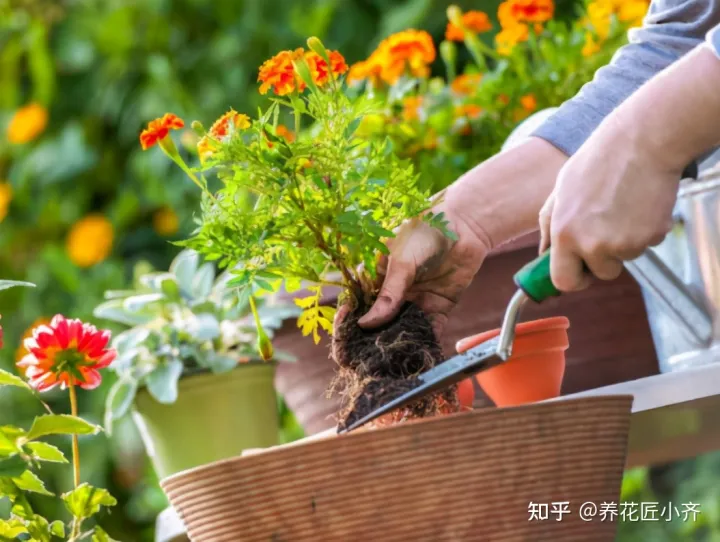 养的花老是烂根怎么办，养花难题3招解决，新手掌握好，杜绝烂根和烂叶