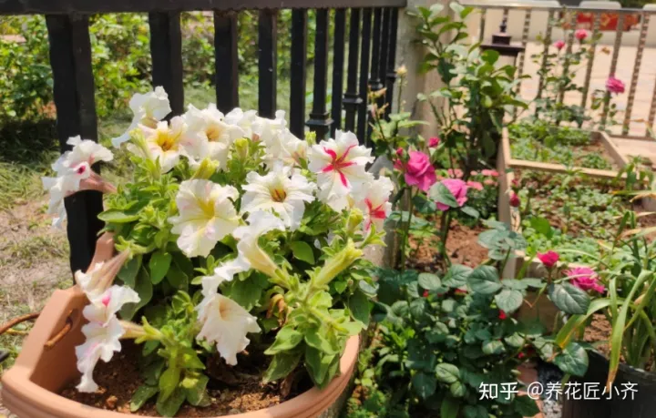 养的花老是烂根怎么办，养花难题3招解决，新手掌握好，杜绝烂根和烂叶