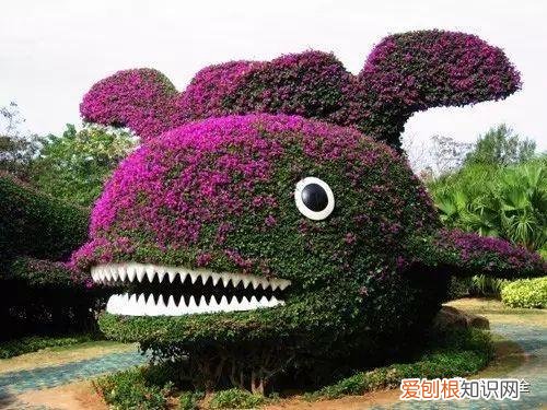 天竺葵又矮又勤花的品种，让天竺葵、矮牵牛、三角梅开满怀的诀窍，一学就会