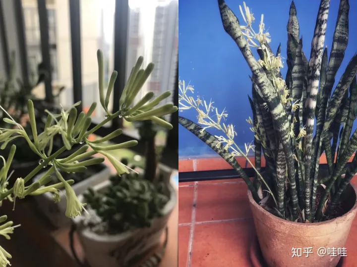 仙人掌类的花怎么养活,仙人掌都能养死,但还想养花怎么办?这本书让你从植物杀手变身为高手