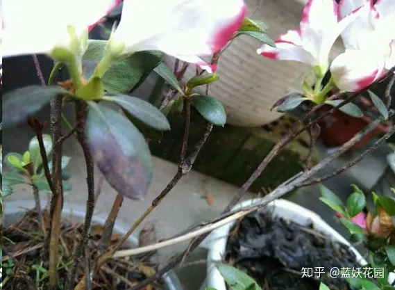 杜鹃叶子变黄，蓝妖：养花之杜鹃花叶尖发黑、黄叶、不见长？教你一招搞定