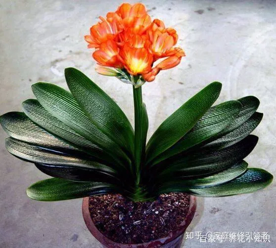 养花的经验，养花学会这些小技巧，再不担心家里的花养不好！