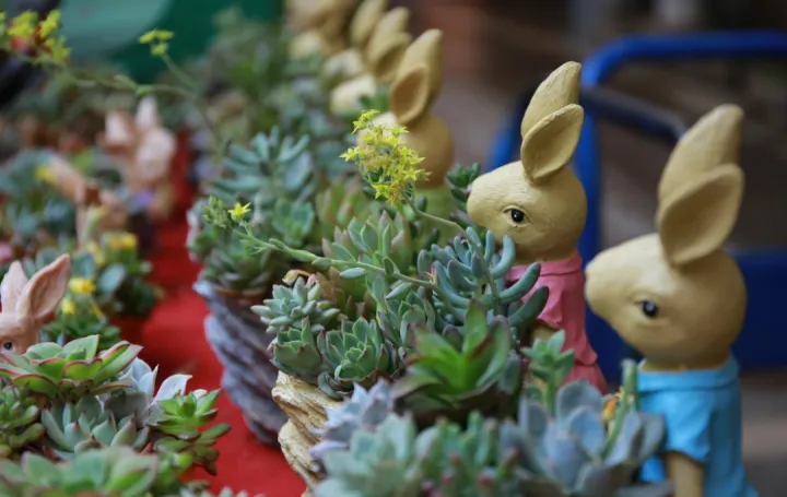 植物掌中宝，《掌中花园》：让你从“植物杀手”秒变“园艺高手”