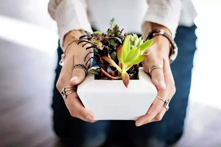 植物掌中宝，《掌中花园》：让你从“植物杀手”秒变“园艺高手”