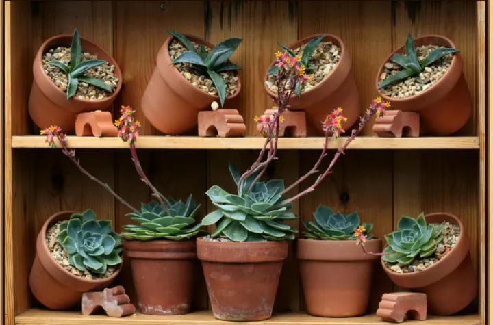 植物掌中宝，《掌中花园》：让你从“植物杀手”秒变“园艺高手”