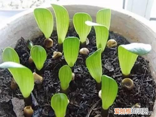 养花怎么调节土壤的酸碱呢?，教你用5种简单、廉价的方法改变土壤酸碱，养花从此不用发愁