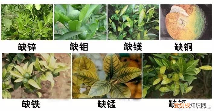 往花盆里放什么可以让花更好,花友的盆栽花卉加一点泻盐之后,开的花都特别多
