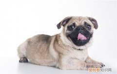 博美快死的症状 博美去世症状