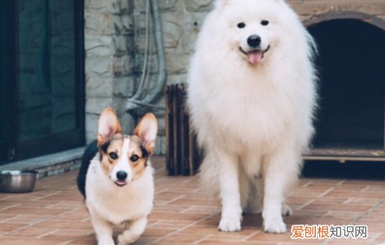 博美怎样算是认主人了 博美认主人的标准