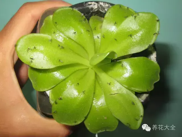 最有效的对付小黑飞的方法，高招｜教你彻底消灭恼人的小黑飞