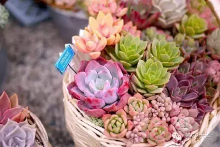 最有效的对付小黑飞的方法，高招｜教你彻底消灭恼人的小黑飞