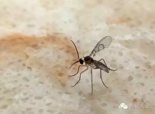 最有效的对付小黑飞的方法，高招｜教你彻底消灭恼人的小黑飞