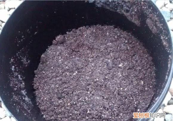 家里养花的土怎么弄，养花没有土，盆里掺点它，花芽呼呼长，再也不用买土