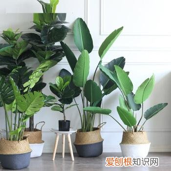 养花的经验,张大爷养花40年,总结5个日常养护“小窍门”,新手也能学会