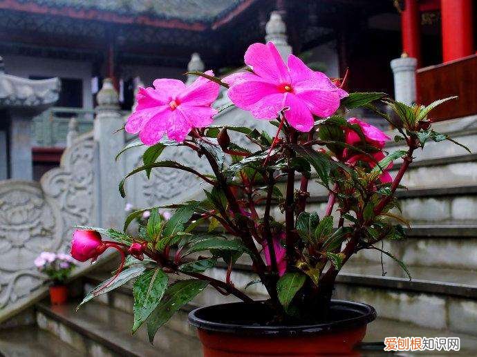 养花的经验,张大爷养花40年,总结5个日常养护“小窍门”,新手也能学会