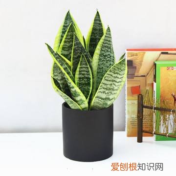 养花的经验,张大爷养花40年,总结5个日常养护“小窍门”,新手也能学会