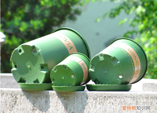 养花的经验,张大爷养花40年,总结5个日常养护“小窍门”,新手也能学会