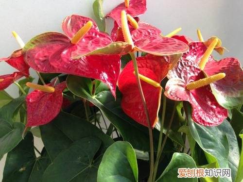 养花的经验,张大爷养花40年,总结5个日常养护“小窍门”,新手也能学会