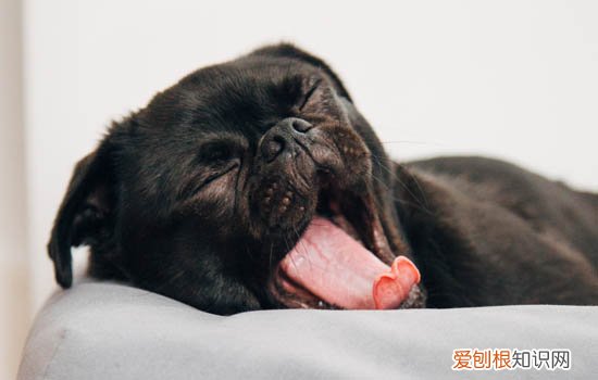 博美害怕主人的表现 博美害怕的表现