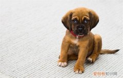 狗狗为什么在家发出低吼，狗狗为什么在家发出低吼声