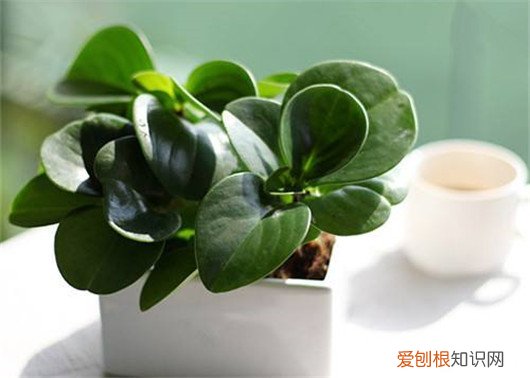 想养花先了解这18种花，养花大神不外传的8大养花秘诀，学会这个啥花都会种！