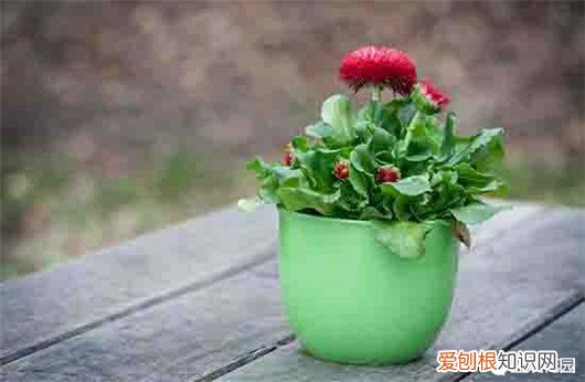 想养花先了解这18种花，养花大神不外传的8大养花秘诀，学会这个啥花都会种！