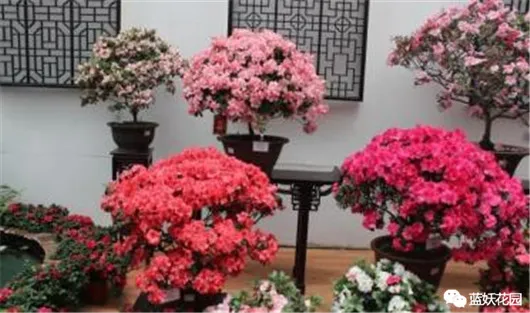 想养花先了解这18种花，养花大神不外传的8大养花秘诀，学会这个啥花都会种！