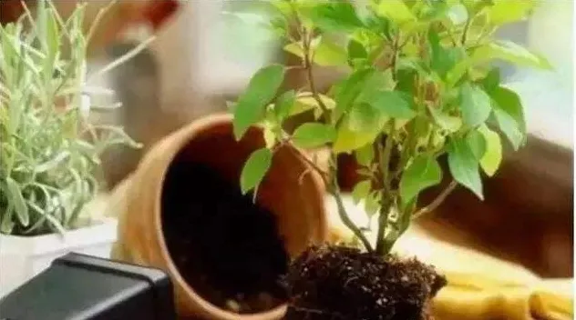 养好花的5种方法，广为流传的养花妙招大全，真的很管用！果断收着