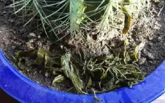 养好花的5种方法，广为流传的养花妙招大全，真的很管用！果断收着