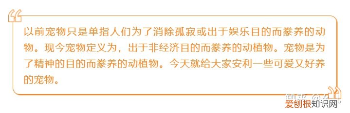 宠物公众号介绍怎么写，宠物类的微信公众号图文怎样排版可以提高阅读量？