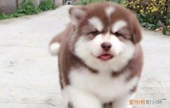 茶杯博美掉毛吗 博美掉毛吗