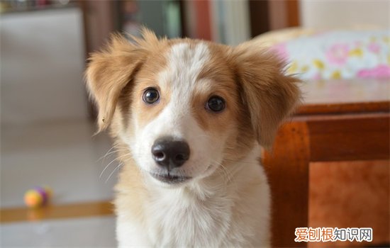狗耳朵向后贴是开心吗,狗耳朵向后贴什么意思
