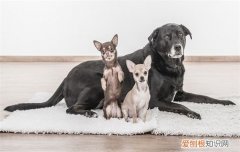 狗狗养不熟是什么表现，养不熟的狗是什么意思