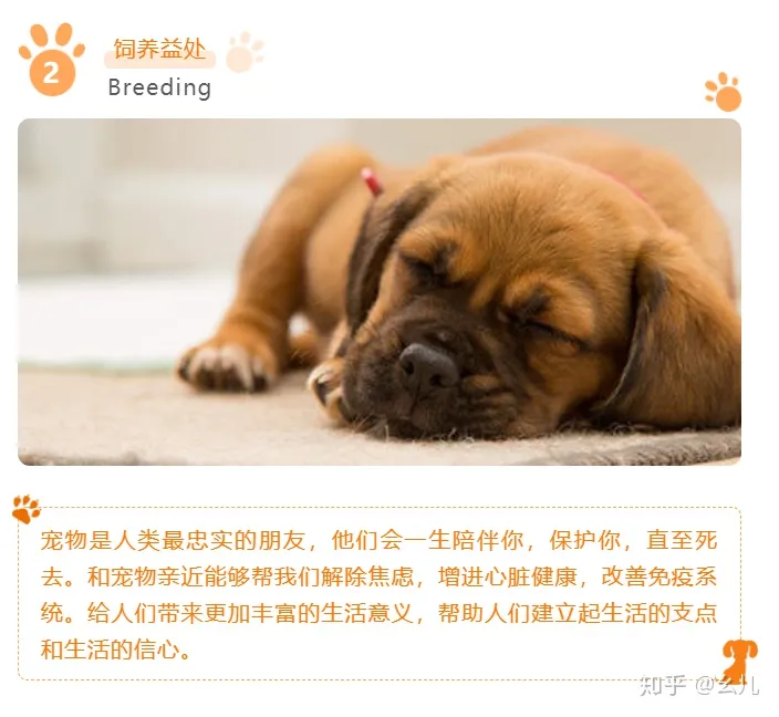 养宠物的公众号有哪些，宠物相关的微信公众号图文还能这样排版？萌化了