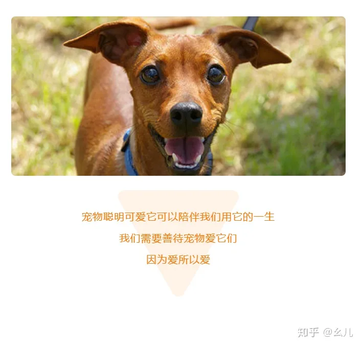 养宠物的公众号有哪些，宠物相关的微信公众号图文还能这样排版？萌化了