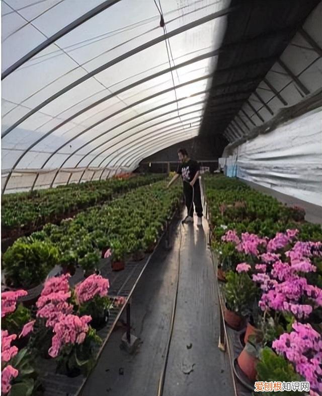 快手年薪30万,从月薪几千到年薪数十万:被快手改变命运的养花少年